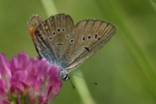 okgzl Gzel Mavi (Polyommatus bellis)