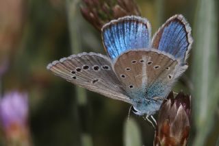 okgzl figenya (Polyommatus iphigenia)