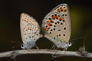 Doulu Esmergz (Plebejus carmon)