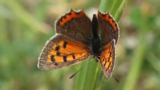 Benekli Bakr Gzeli (Lycaena phlaeas)