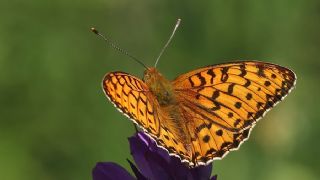 Gzel nci (Argynnis aglaja)