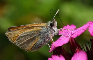 Sar Antenli Zpzp (Thymelicus sylvestris)