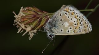 okgzl Balkan Mavisi (Aricia anteros )