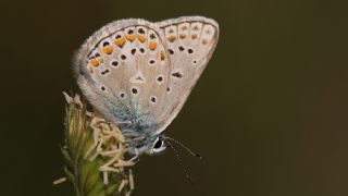 okgzl Yalanc Eros (Polyommatus eroides)