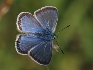 okgzl Yalanc Eros (Polyommatus eroides)
