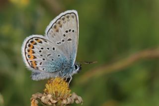 Gm Lekeli Esmergz (Plebejus argus)