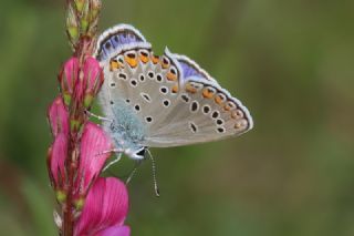 Anadolu Esmergz (Plebejus modicus)