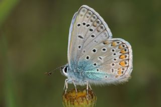 okgzl Mavi (Polyommatus icarus)