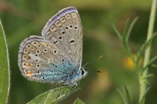 okgzl Mavi (Polyommatus icarus)