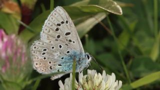 okgzl Gk Mavisi (Polyommatus bellargus)