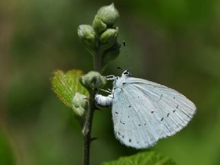Kutsal Mavi (Celastrina argiolus)