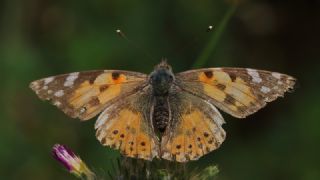 Diken Kelebei (Vanessa cardui)