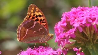 Bahadr (Argynnis pandora)