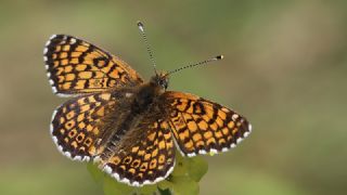 parhan (Melitaea cinxia)