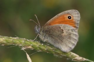 Kk Zpzp Perisi (Coenonympha pamphilus)