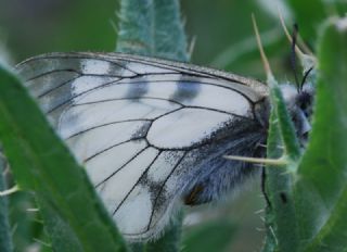 Dumanl Apollo (Parnassius mnemosyne)