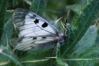 Dumanl Apollo (Parnassius mnemosyne)