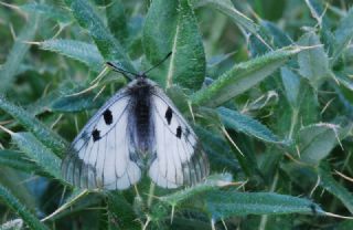 Dumanl Apollo (Parnassius mnemosyne)