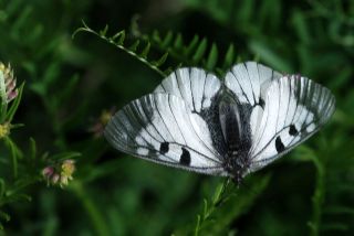 Dumanl Apollo (Parnassius mnemosyne)