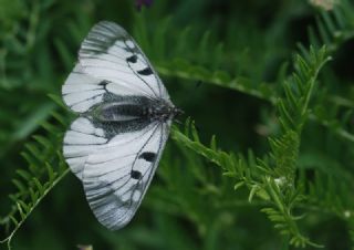 Dumanl Apollo (Parnassius mnemosyne)