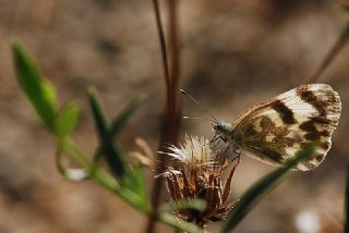 Yeni Beneklimelek (Pontia edusa)