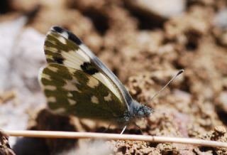 Yeni Beneklimelek (Pontia edusa)