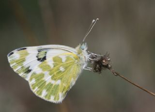 Yeni Beneklimelek&nbsp;(Pontia&nbsp;edusa)