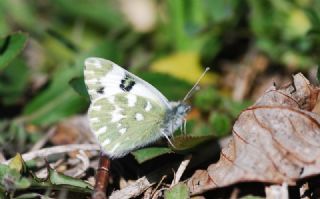 Yeni Beneklimelek (Pontia edusa)