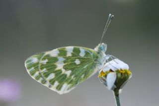 Yeni Beneklimelek (Pontia edusa)