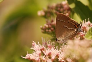 Gzel Sevbeni (Satyrium spini)