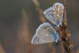 okgzl Dafnis (Polyommatus daphnis)