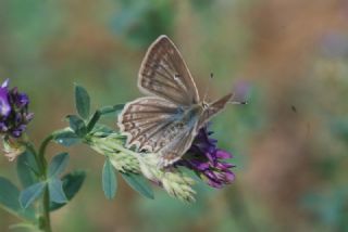 okgzl Dafnis (Polyommatus daphnis)