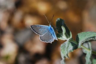okgzl Dafnis (Polyommatus daphnis)