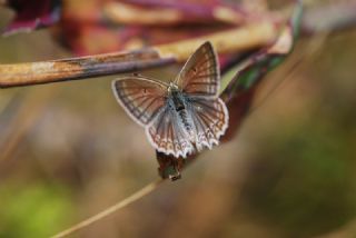okgzl Dafnis (Polyommatus daphnis)