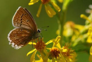 okgzl Dafnis (Polyommatus daphnis)