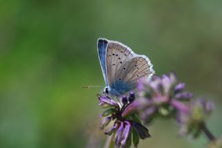 okgzl Dafnis (Polyommatus daphnis)