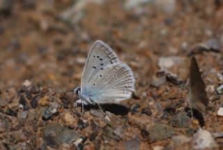 okgzl Dafnis (Polyommatus daphnis)