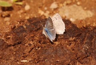 okgzl Dafnis (Polyommatus daphnis)