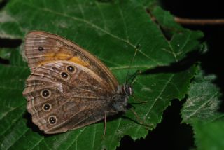 Aa Esmeri (Kirinia roxelana)