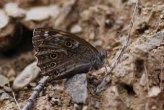 Aa Esmeri (Kirinia roxelana)