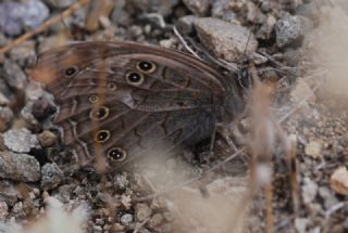 Aa Esmeri (Kirinia roxelana)