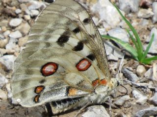 Apollo (Parnassius apollo)