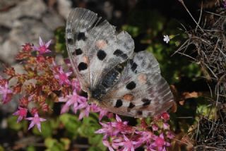 Apollo (Parnassius apollo)