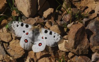 Apollo (Parnassius apollo)