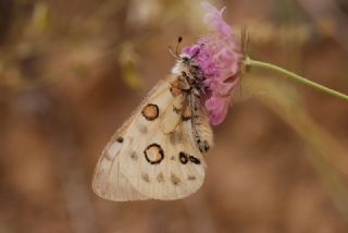 Apollo (Parnassius apollo)