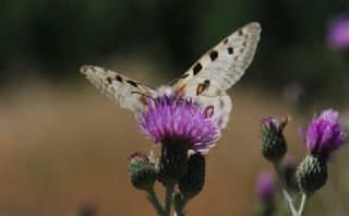 Apollo (Parnassius apollo)