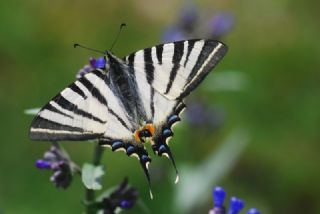 Erik Krlangkuyruk (Iphiclides podalirius)