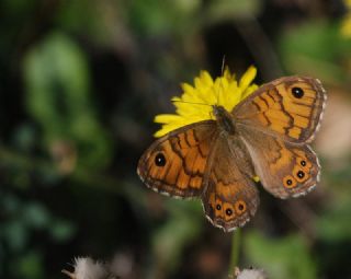 Kk Esmerboncuk (Lasiommata megera)
