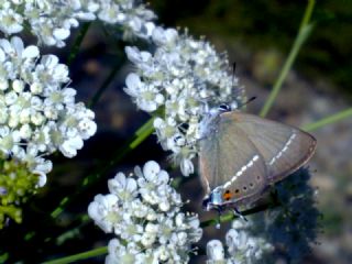 Gzel Sevbeni (Satyrium spini)