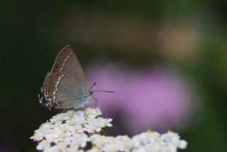 Sevbeni&nbsp;(Satyrium&nbsp;abdominalis)